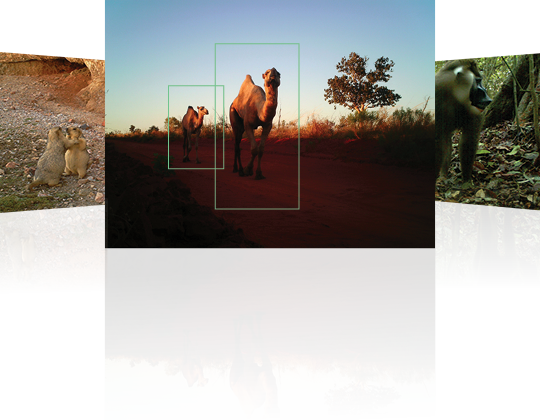 Home | Wildlife Insights